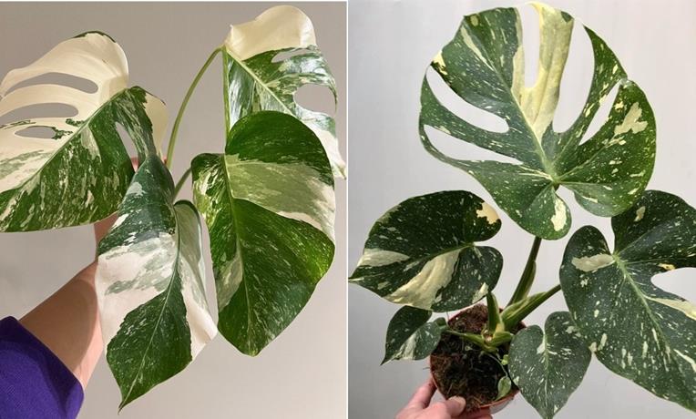 Monstera borsigiana albo vs Monstera Thai constellation