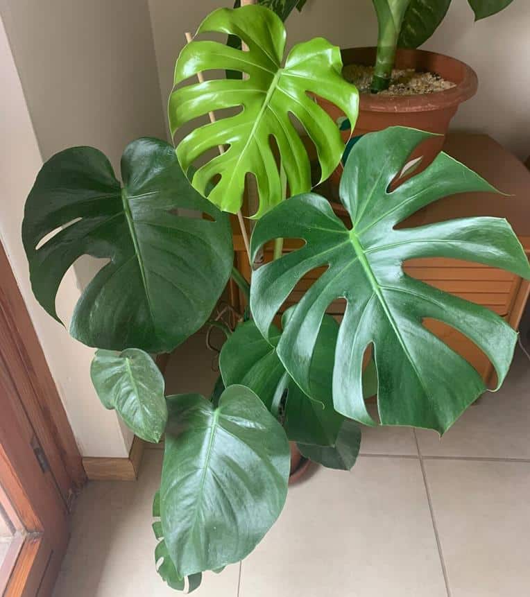 Monstera borsigiana green form