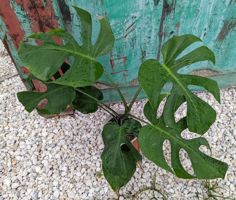 Monstera deliciosa Brazilian Common Form - L