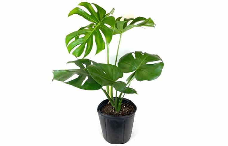 Monstera deliciosa Care Soil, Light, Watering, Repotting, Humidity, Temp