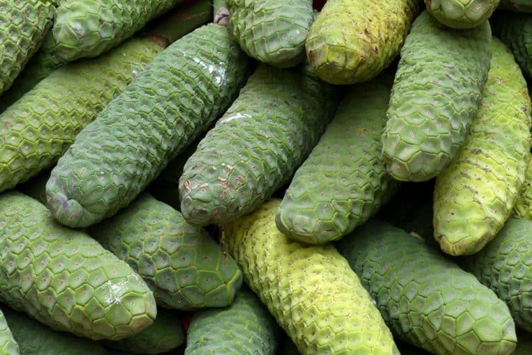 Monstera deliciosa Fruit Benefits, Taste and Where to Buy