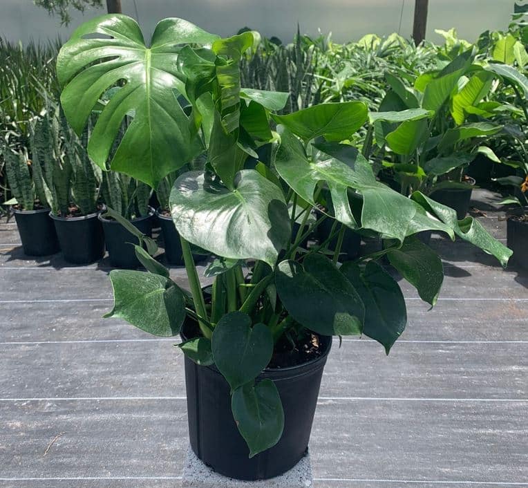 Monstera deliciosa var. borsigiana (reverted green) - 5.5 Pot