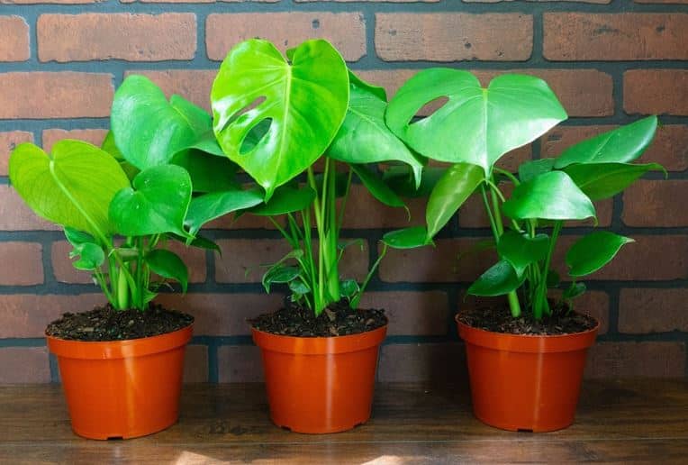 Monstera deliciosa propagation in water, soil, split-leaf philodendron or Swiss cheese plant