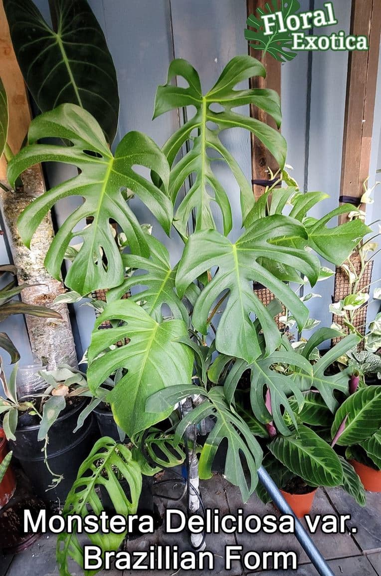 Monstera deliciosa var Brazil - Brazilian Common Form