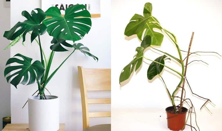 Monstera deliciosa vs borsigiana Differences care