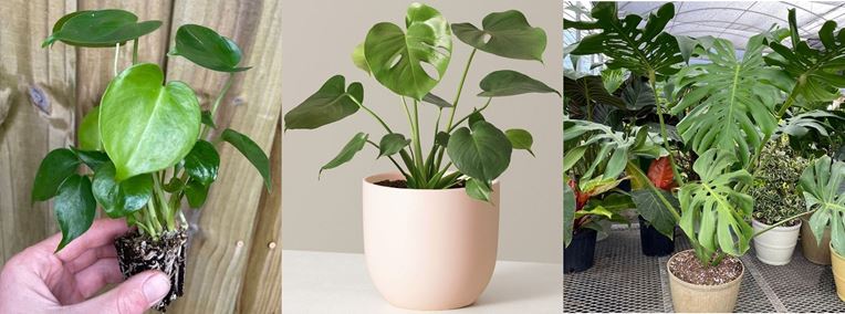 Monstera growth stages - baby, juvenile and mature plant