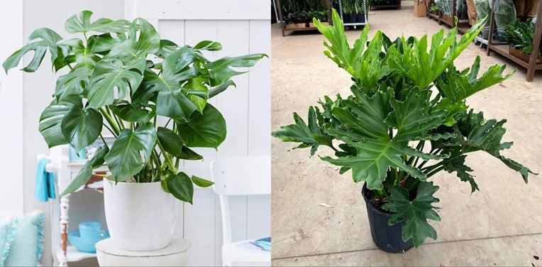 Monstera vs. Philodendron Differences and Care Needs Requirements Monstera deliciosa (see prices) Philodendron selloum (check prices)
