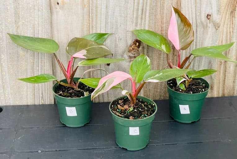 Pink Princess Philodendron aka Pink Monstera