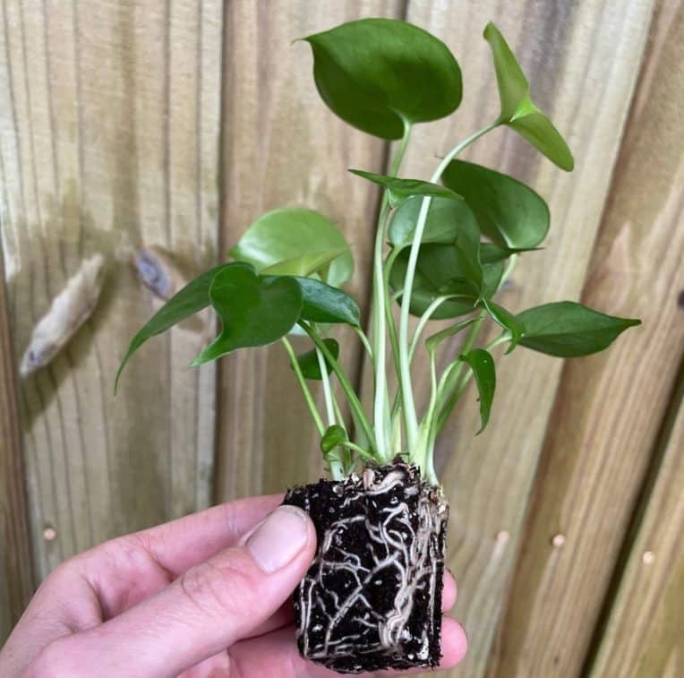 Repotting Monstera - How and When to Repot Monstera