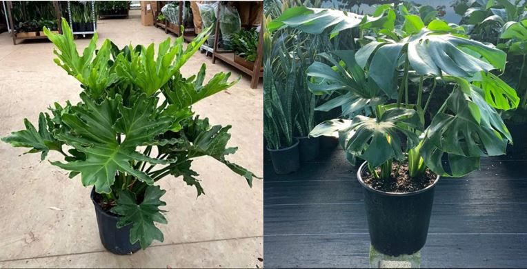 Split-leaf Philodendron vs. Monstera deliciosa Differences and Care