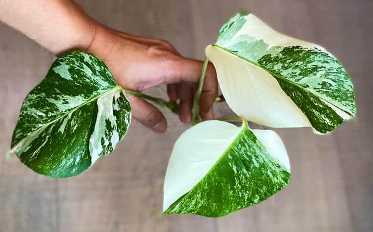 Variegated Monstera borsigiana albo