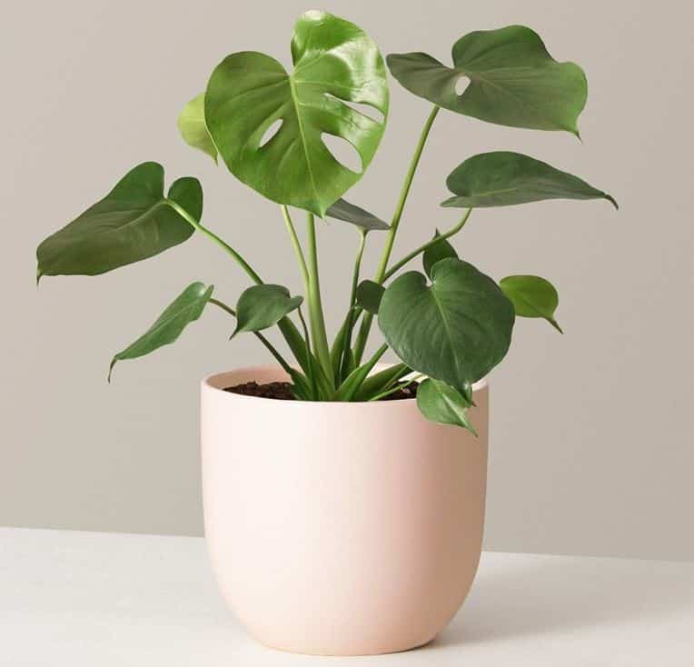 Young Monstera deliciosa plant -