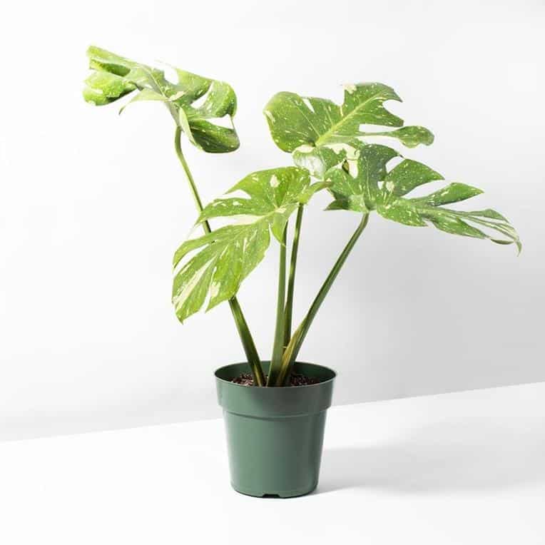 Monstera deliciosa 'Thai Constellation' 4 – Sprout Home