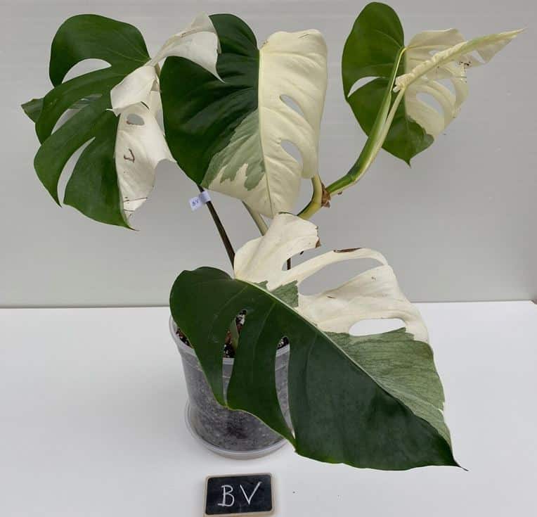 Half-Moon Monstera Variegated Plant - Homes Pursuit