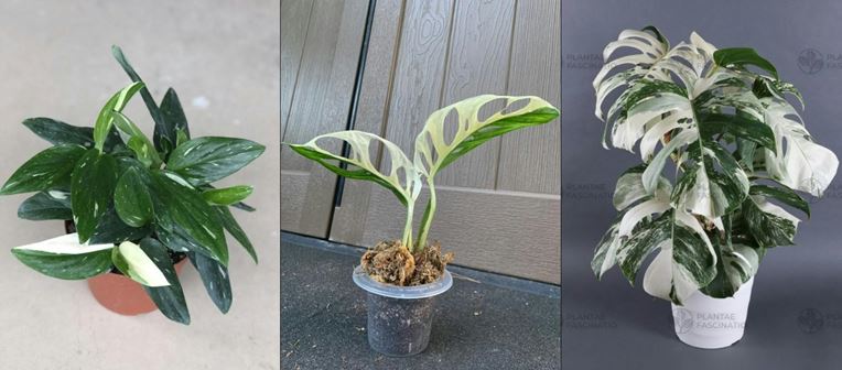 Albino Monstera plants -Monstera deliciosa, adansonii and standleyana albo variegata