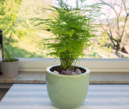 How to Grow Asparagus Fern