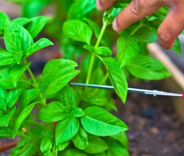 Basil Plant Cutting