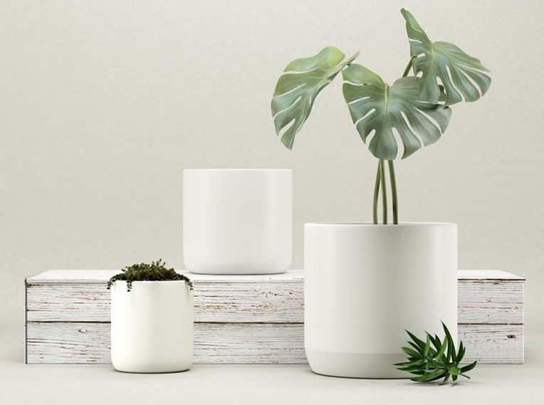 Best pot for Monstera - Glazed Ceramic pot