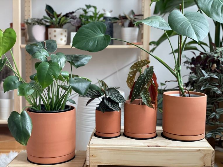 Best pot for Monstera - Monstera pot size - Do they like small pots