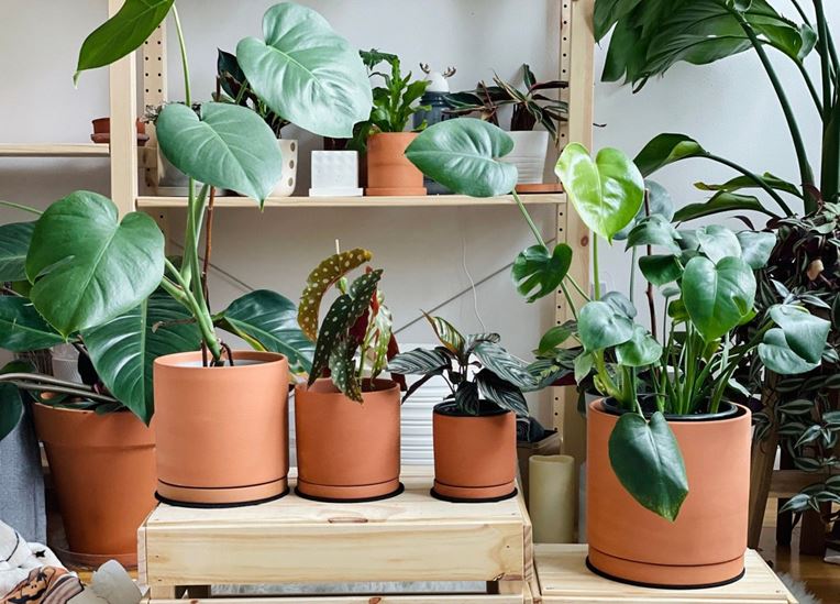 Best pot for Monstera - Monstera pot size