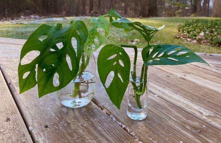 Growing Monstera in water - Can Monstera live in water