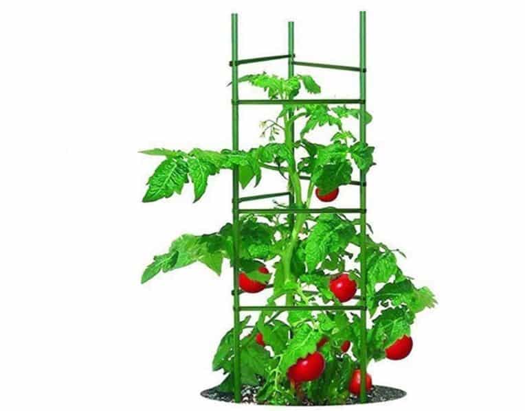 Growsun Large Tomato Cage 5ft Tall