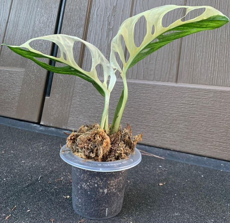 Half-Moon Monstera - Monstera adansonii albo variegata