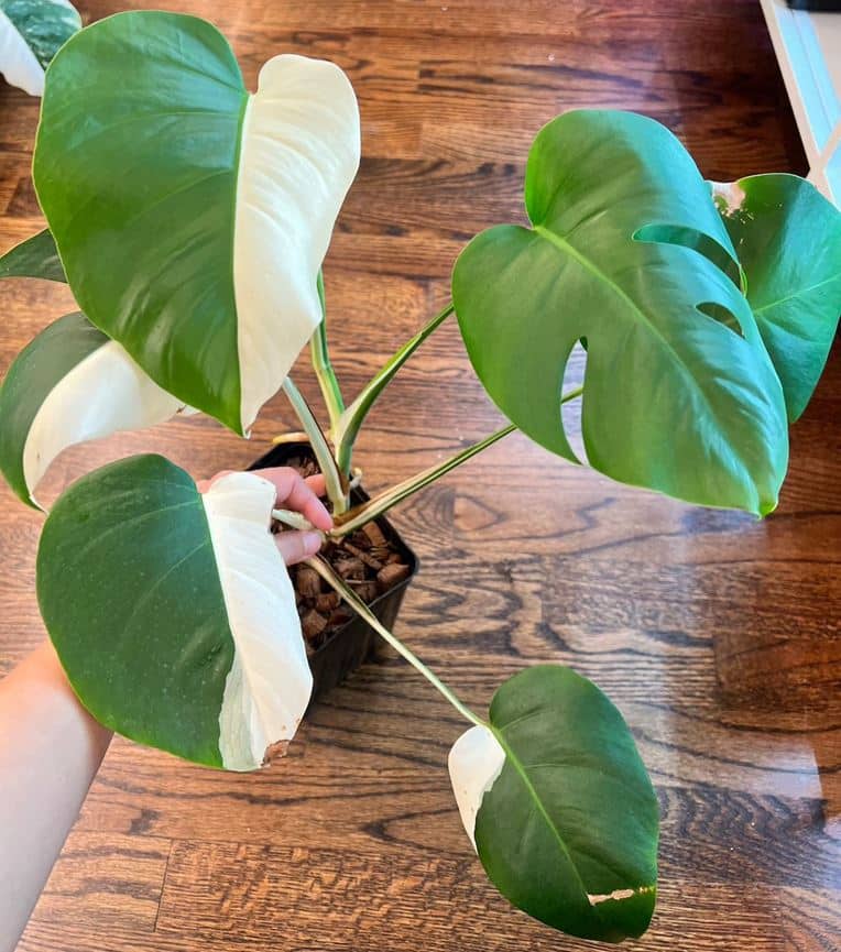 Half-moon Monstera deliciosa