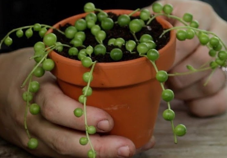 How to Propagate String of Pearls Plant - Grow in 2022 - Homes Pursuit