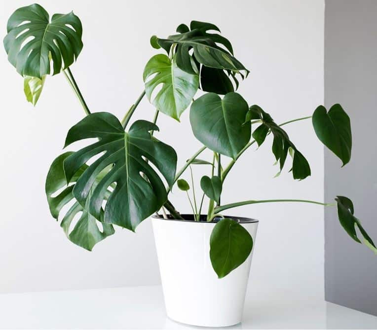 How to prune Monstera - adansonii, deliciosa - can you prune