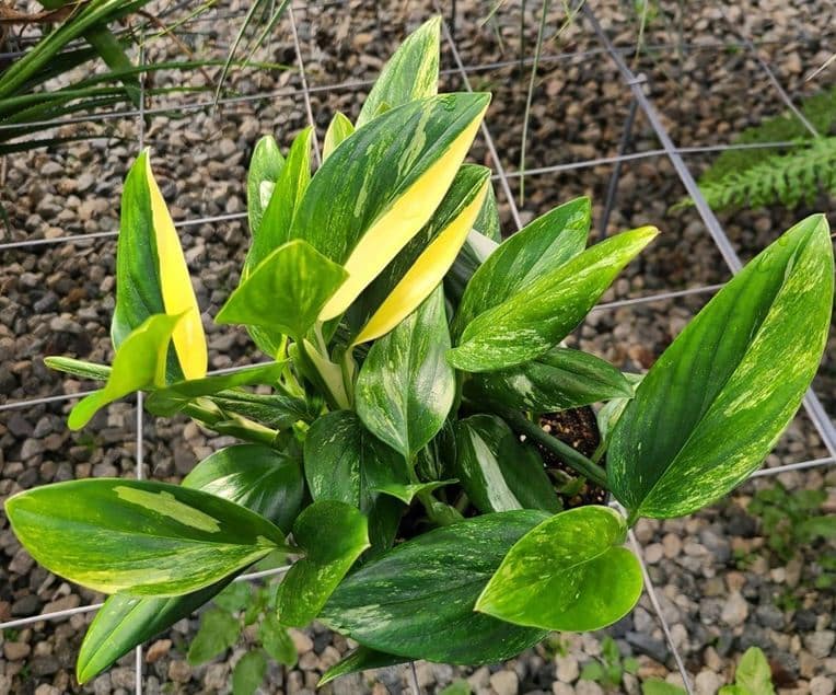 M. standleyana aurea variegata (yellow form)