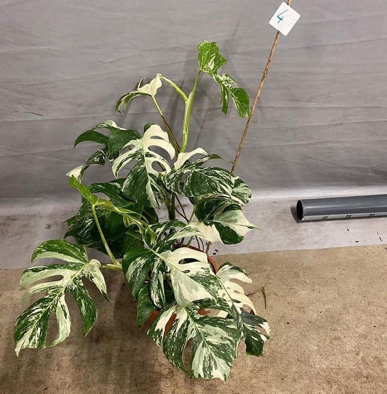 Monstera Albo Borsigiana Variegata