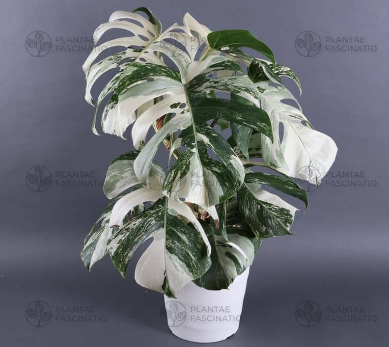 Monstera Albo Borsigiana