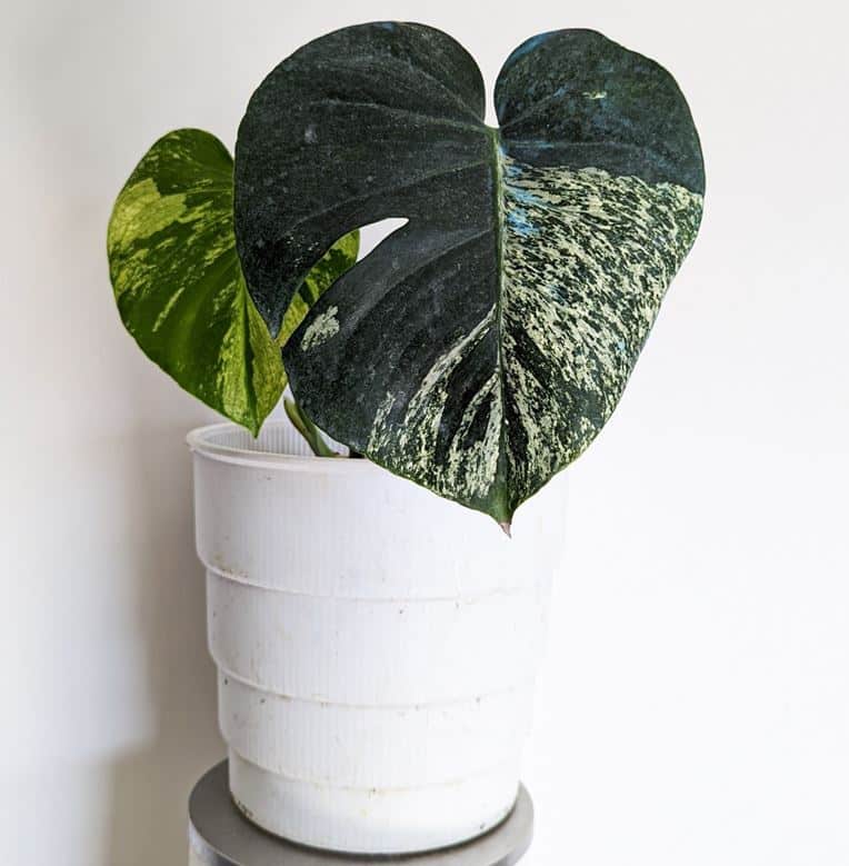 Monstera DELICIOSA Mint (Large form