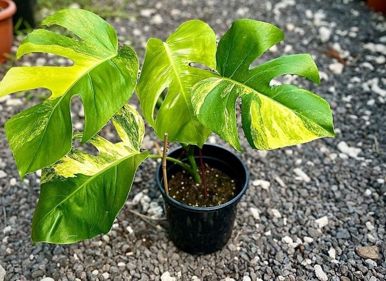 Monstera Aurea: 4 Adorable Yellow Monstera Variegata - Homes Pursuit