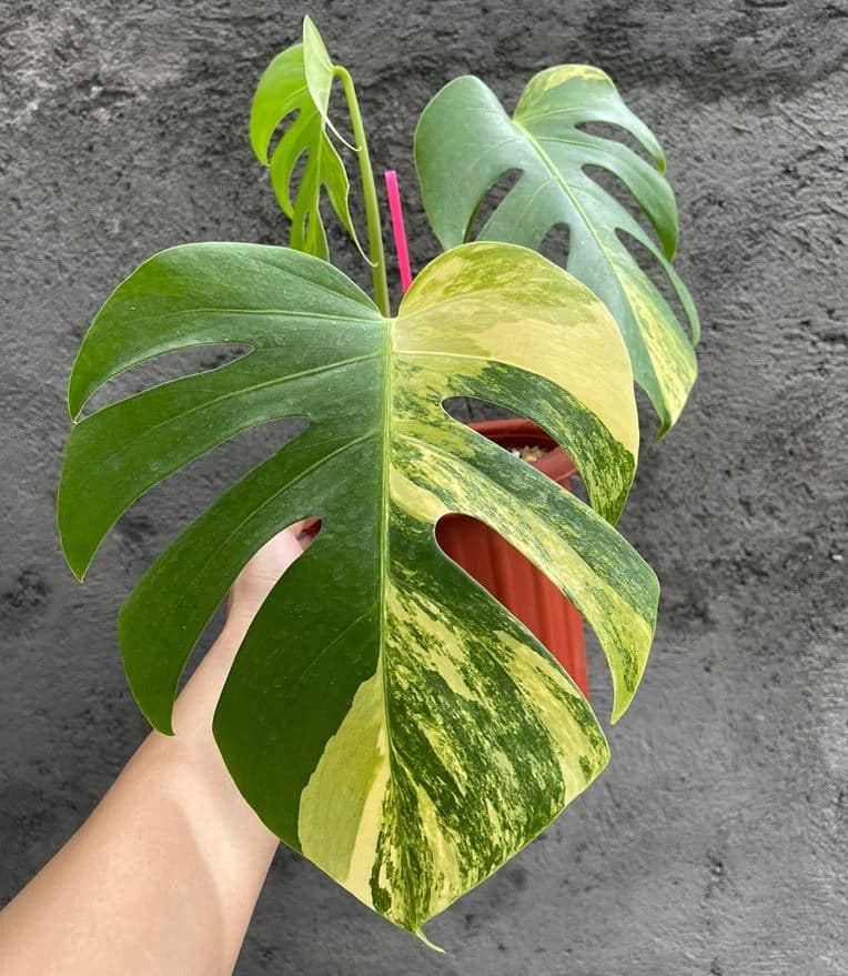 Monstera Marmorata Aurea Variegated