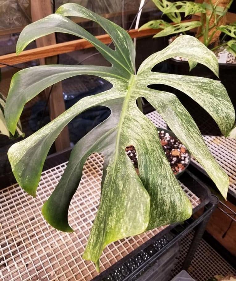 Monstera Mint NOID Mid Cutting