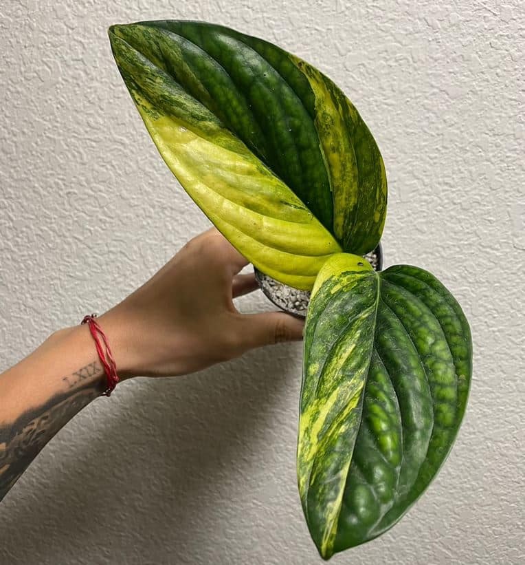 Monstera Peru Variegated Rare - Aurea