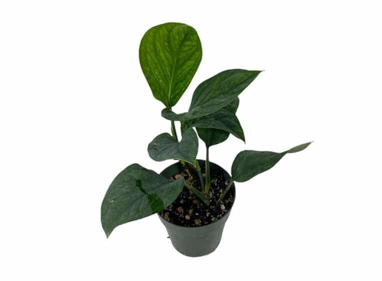 Monstera Pinnatipartita - Canopy Plant Co