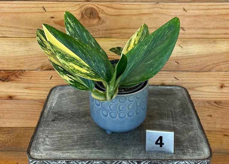 Monstera Standleyana Aurea Variegated - 4-inch Plant