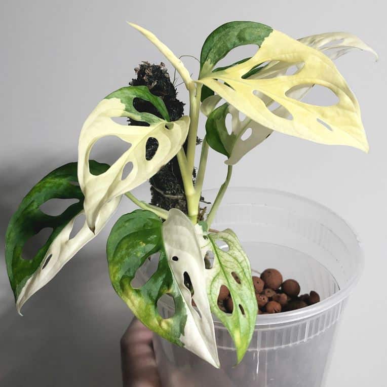 Monstera adansonii albo variegata plant