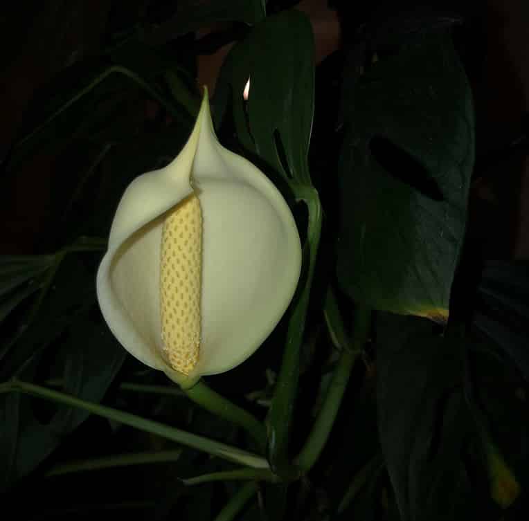 Monstera adansonii flower