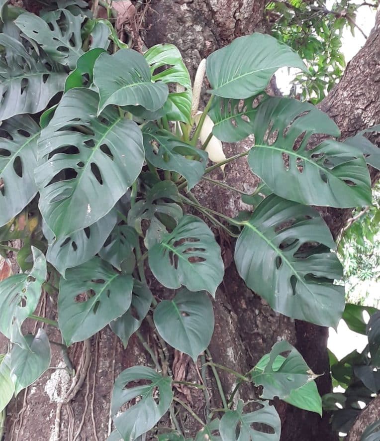 Monstera adansonii in the wild