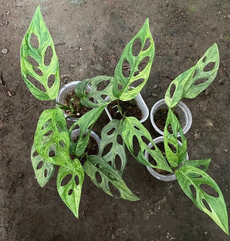 Monstera adansonii mint variegated plant
