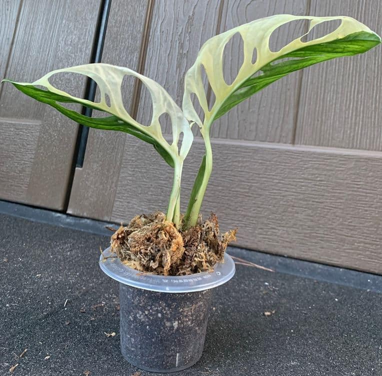 Monstera adansonii variegated Half Moon leaf