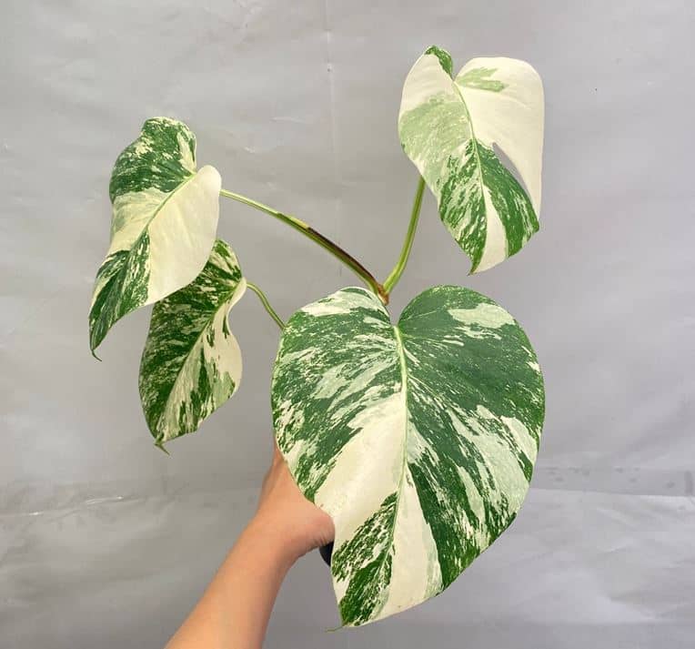 Monstera albo for sale - Etsy