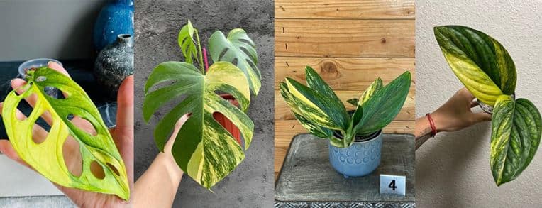 Monstera Aurea: 4 Adorable Yellow Monstera Variegata - Homes Pursuit