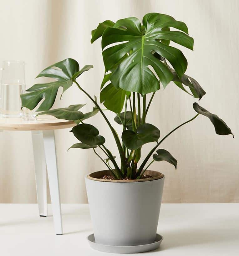 Monstera deliciosa - Slate - Bloomscape