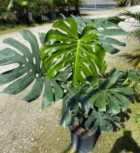 Rhaphidophora tetrasperma vs. Monstera deliciosa - Homes Pursuit