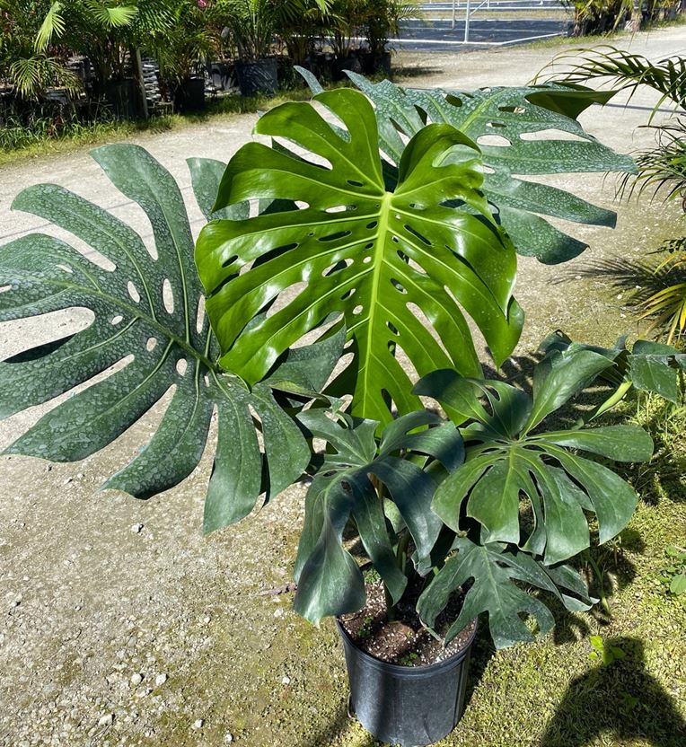 Monstera deliciosa (Swiss cheese plant or Split-leaf philodendron)